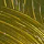 Green Gold